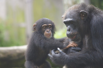 Mother and baby Chimpanzees