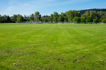 Freshly mown grass or turf