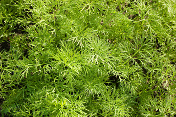 Укроп после дождя