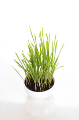 wheatgrass