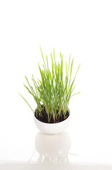 wheatgrass