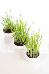 wheatgrass