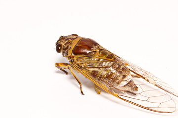 the cicada on paper background