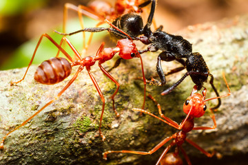Red weaver ants teamwork