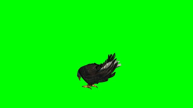 bald eagle eat - green screen