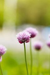 Obraz premium purple flowers