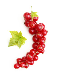 Red currant branch isolated