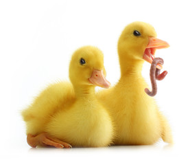 Cute little duckling isolated