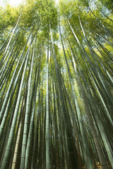 bamboo wall, high Bamboo wall forest in Arashiyama, Kyoto, Japan