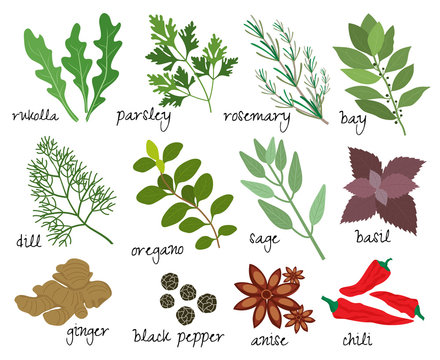 Vector Herbs And Spices