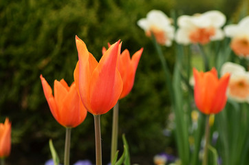 Blossoming orange Tulip in a garden