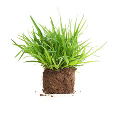 Green grass sprouts with roots isolated.