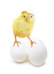 Cute little chicken coming out of a white egg