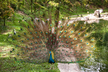 Obraz premium Peacock in a mating display