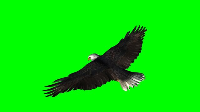 bald eagle in flight  - green screen