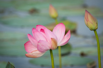 Lotus bloom in the delta of the Volga, Russia