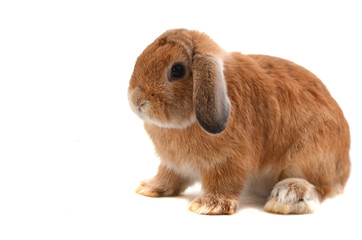 rabbit isolated on a white background