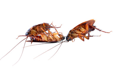 Dead cockroach isolated on a white background.