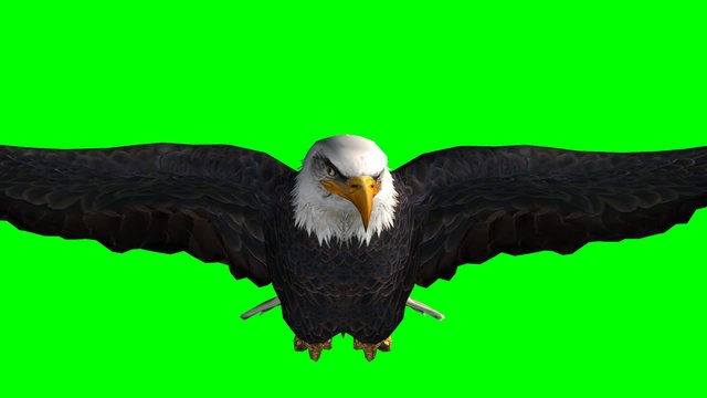 bald eagle in flight close up - green screen