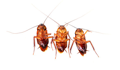 Dead cockroach isolated on a white background.