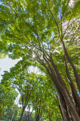 新宿高層ビル街の新緑