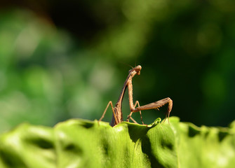 Mantis