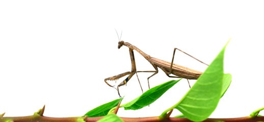 Mantis. on white background