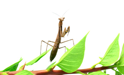Mantis. on white background