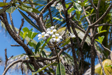 Frangipani flowers on the tree