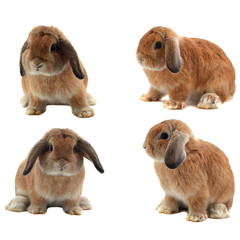 Adorable rabbit isolated on a white background