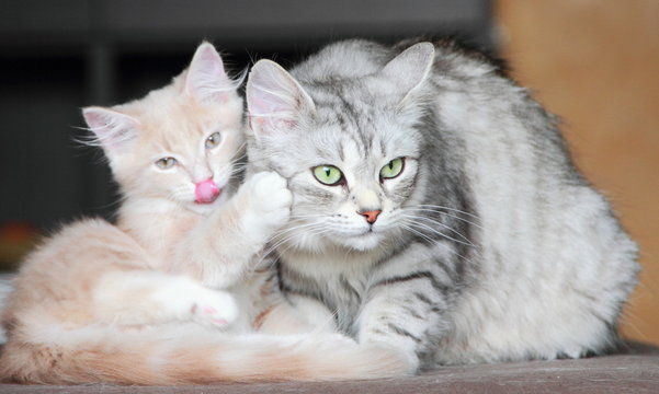 silver cat and cream puppy of siberian breed
