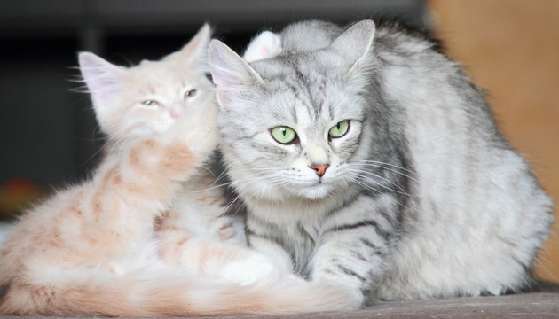 silver cat and cream puppy of siberian breed