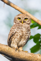 Spotted owlet in nature stair at us in evening light