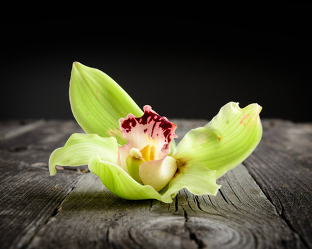 Fototapeta Beautiful flower on old rustic table