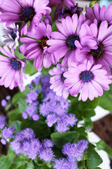 Obraz premium Beautiful flowers in pots, close-up