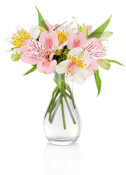 Alstroemeria flowers in vase isolated on white