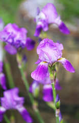 Beautiful irises, outdoors