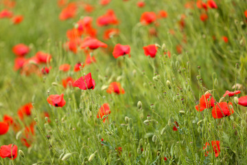 Poppy flowers, outdoors