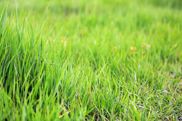 Beautiful green grass in field
