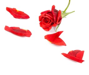red rose with petals, valentine day and love concept