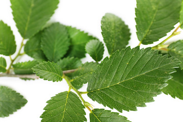Beautiful green twig close up