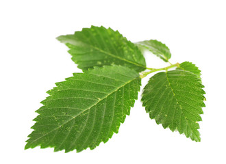 Green leaves isolated on white