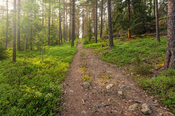 Hiking track in forest in early summer