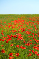 Beautiful poppy flowers in the field