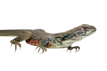 Butterfly Agama Lizard isolated on white background