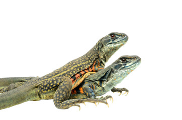 Butterfly Agama Lizard isolated on white background