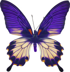 isolated tropical blue and white butterfly illustration