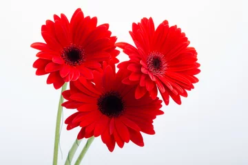 Photo sur Aluminium Gerbera fleur de marguerite gerbera rouge