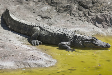 crocodile at the zoo