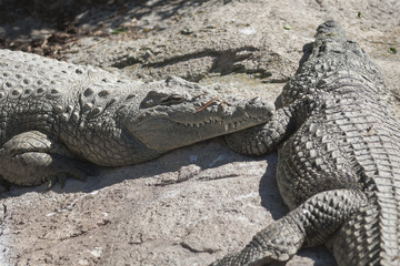 crocodile at the zoo